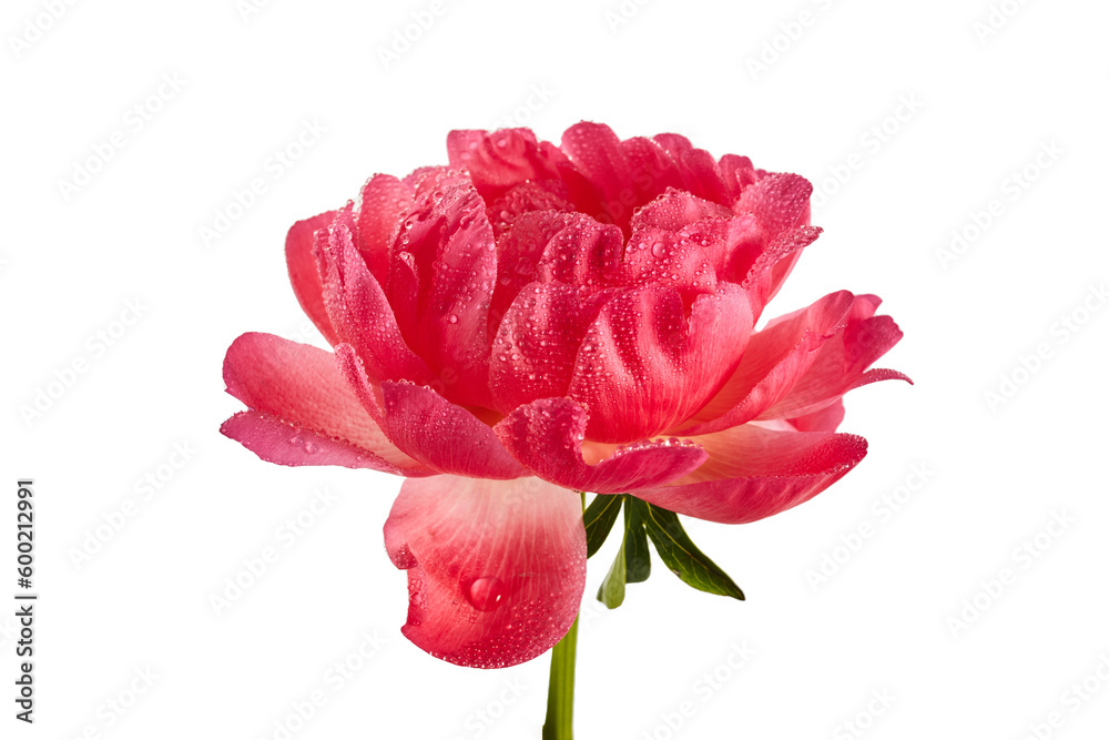 Pink peony with water drops isolated on white background Pink peony with water drops isolated on white background