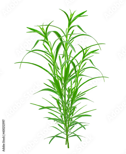 Fototapeta Naklejka Na Ścianę i Meble -  fresh herb, tarragon sprigs isolated on white background