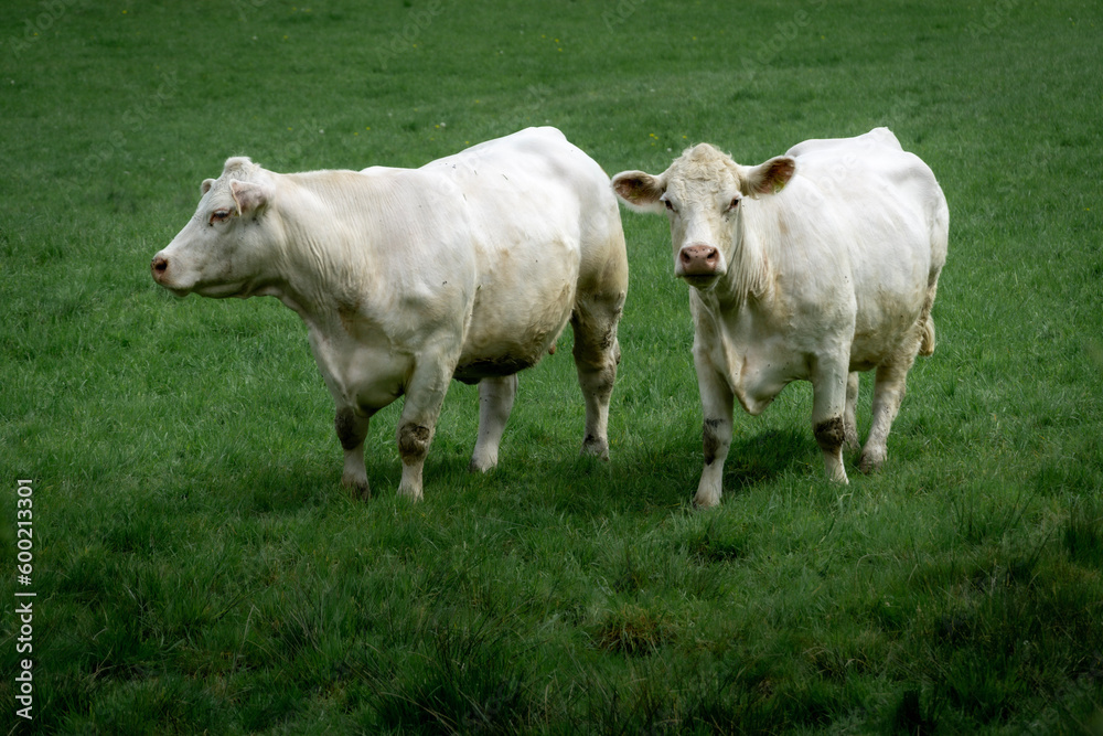 two cows in a green meadow two cows in a green meadow
