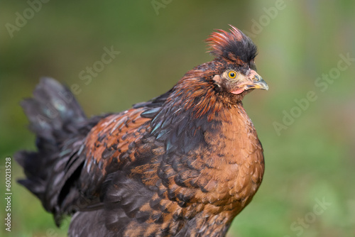 Young brown chicken of Poland chicken on blurred background
