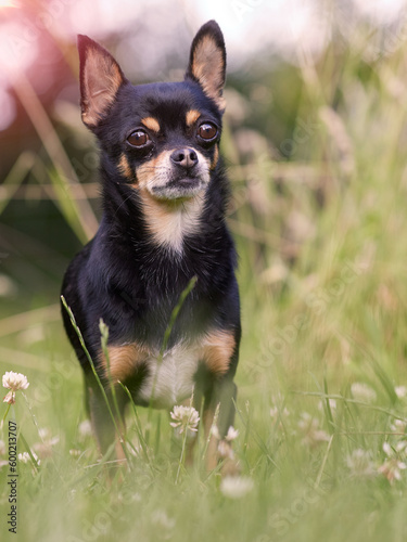 Young black chihuahua isolated in garden