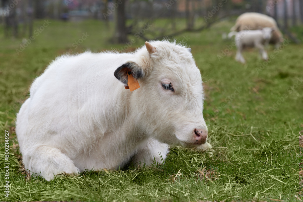 Close up of young white calf bull laying in prairie