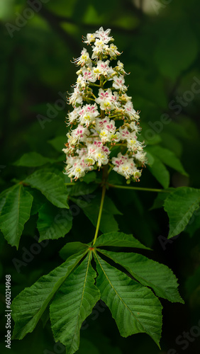 Beautiful candle of chestnut on the branch with leaves