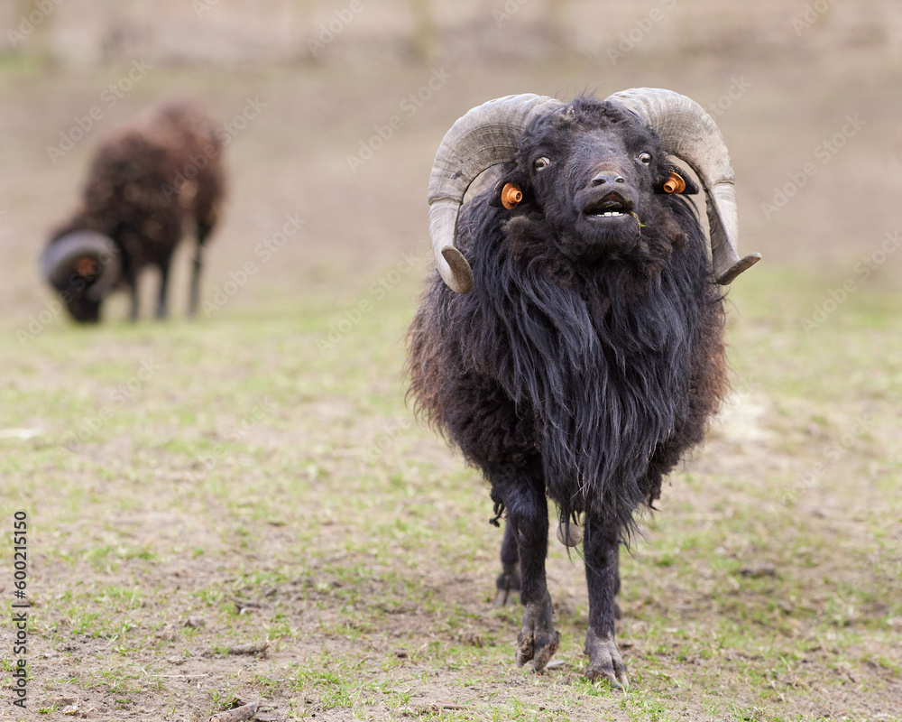 Fototapeta premium Flehmen response with brown male ouessant sheep