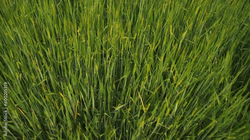 green wheat fields. nature landscape sky green field clouds. Wallpaper outdoor 4K video green wheat fields. nature landscape sky green field clouds. Wallpaper outdoor 4K video