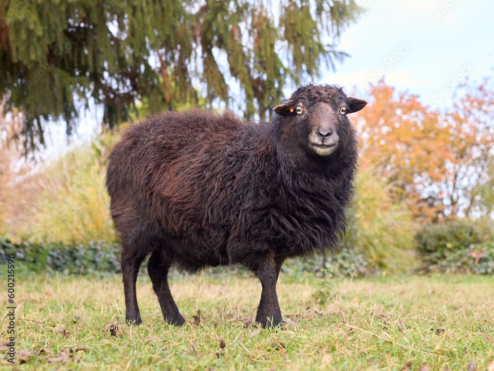 Female brown ouessant sheep standing in garden Female brown ouessant sheep standing in garden