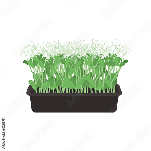 Seeds and sprouts of microgreens of peas. Design element. Vector illustration.