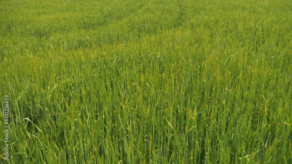 green wheat fields. nature landscape sky green field clouds. Wallpaper outdoor 4K video green wheat fields. nature landscape sky green field clouds. Wallpaper outdoor 4K video