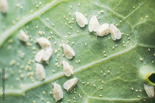 Cuadro en lienzo Whitefly Aleyrodes proletella agricultural pest on cabbage leaf