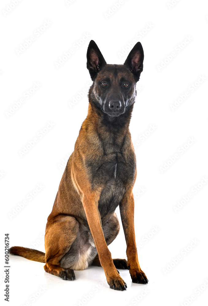 malinois in studio