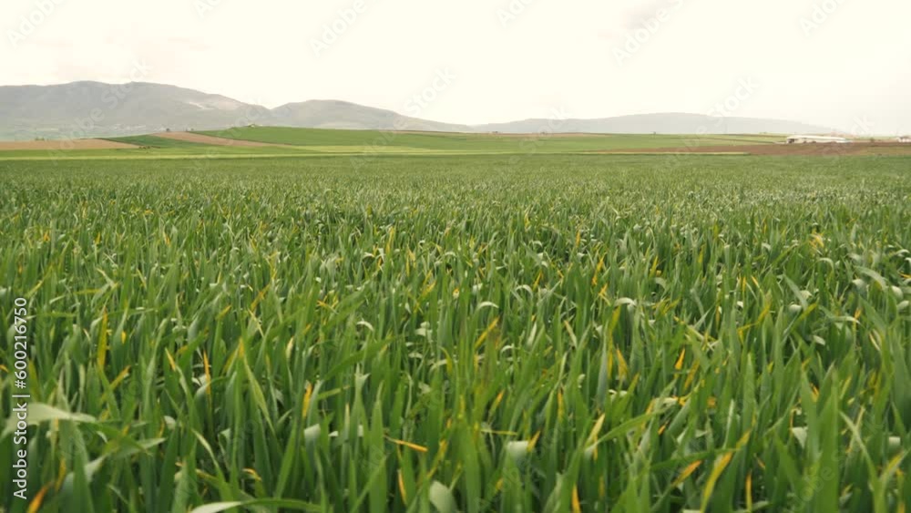 green wheat fields. nature landscape sky green field clouds. Wallpaper outdoor 4K video green wheat fields. nature landscape sky green field clouds. Wallpaper outdoor 4K video
