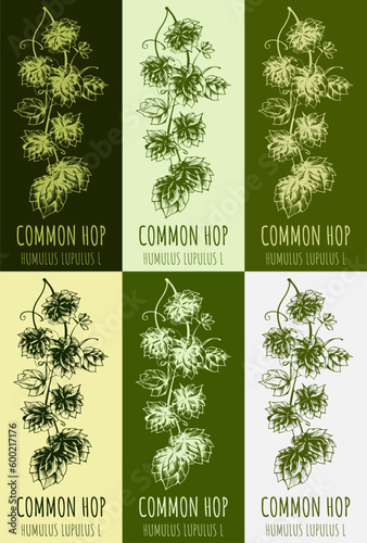 Set of vector drawing of COMMON HOP in various colors. Hand drawn illustration. Latin name JHUMULUS LUPULUS L.
