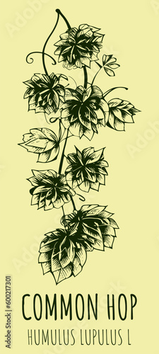 Vector drawings COMMON HOP. Hand drawn illustration. Latin name HUMULUS LUPULUS L.

