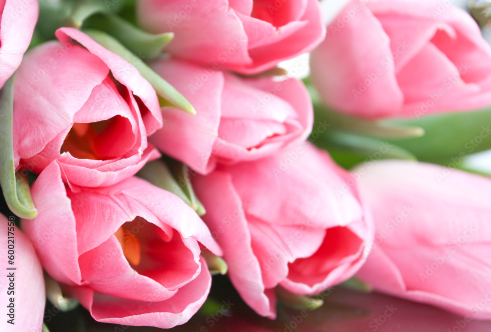 Naklejka premium Pink tulip