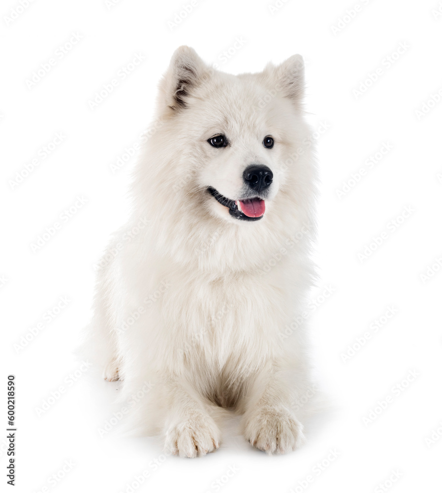 samoyed dog in studio samoyed dog in studio