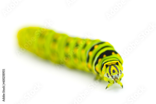 Papilio polyxenes - the black, American, or parsnip swallowtail butterfly caterpillar isolated on white background front face view