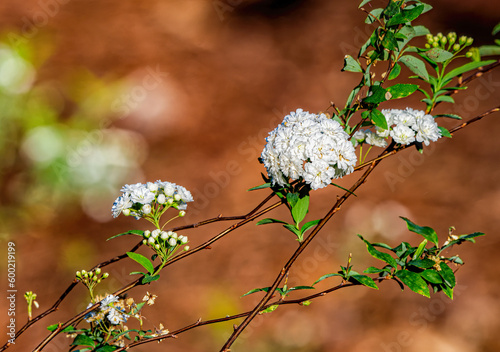 Spiraea cantoniensis, the Reeves spiraea, bridal wreath spirea, double white may, Cape may or may bush an ornamental plant found in gardens pompom like clusters of snow white flowers. Native of China photo