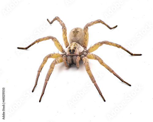 Big beautiful female wolf spider Tigrosa annexa is a species of wolf spider in the family Lycosidae. It is found in the United States isolated on white background front top dorsal view