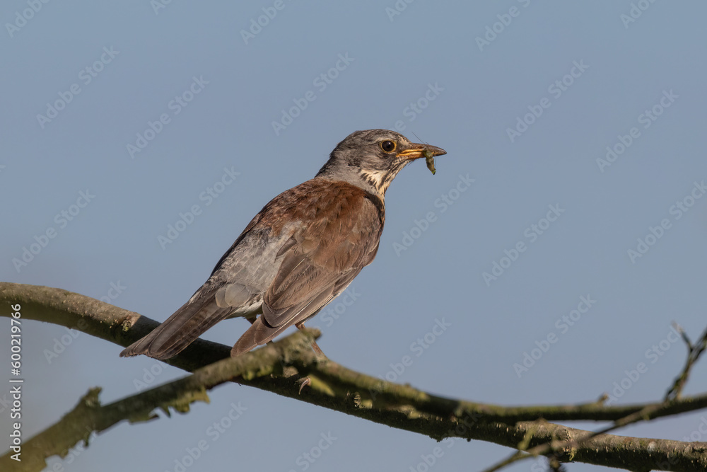 Fototapeta premium Drossel