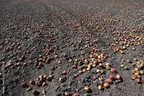 Vernichtung von Nahrungsmitteln: Massen von nicht verkauften Äpfeln auf einem Acker als Düngung 