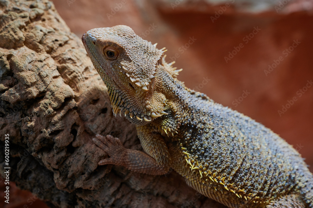Fototapeta premium close up of a female bearded dragon (Bartagame) in a private terrarium