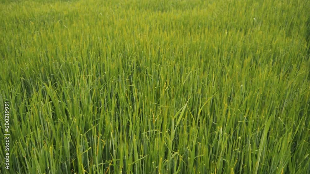 green wheat fields. nature landscape sky green field clouds. Wallpaper outdoor 4K video green wheat fields. nature landscape sky green field clouds. Wallpaper outdoor 4K video