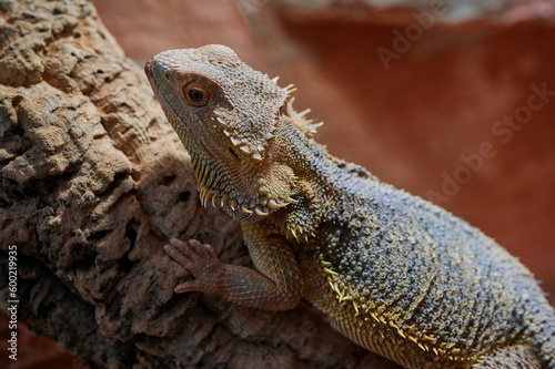 close up of a female bearded dragon (Bartagame) in a private terrarium