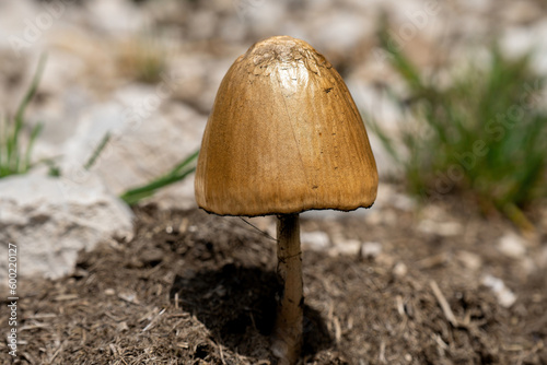 panaeolus mushroom under a mild sun photo