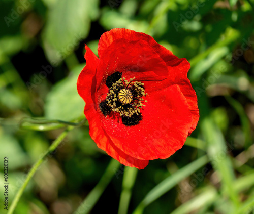 common poppy, red flower