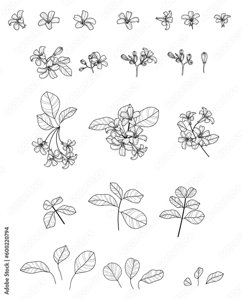 Black and White Jasmine Flower Illustration Set Black and White Jasmine Flower Illustration Set