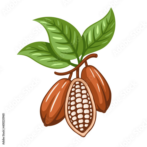 Cocoa beans isolated on white background. Logo template. Cacao beans. Design elements. Vector illustration