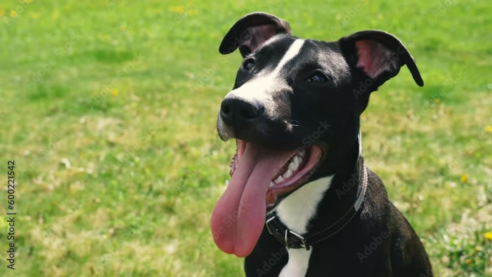 Portrait of young pitbull terrier dog with big tongue Portrait of young pitbull terrier dog with big tongue