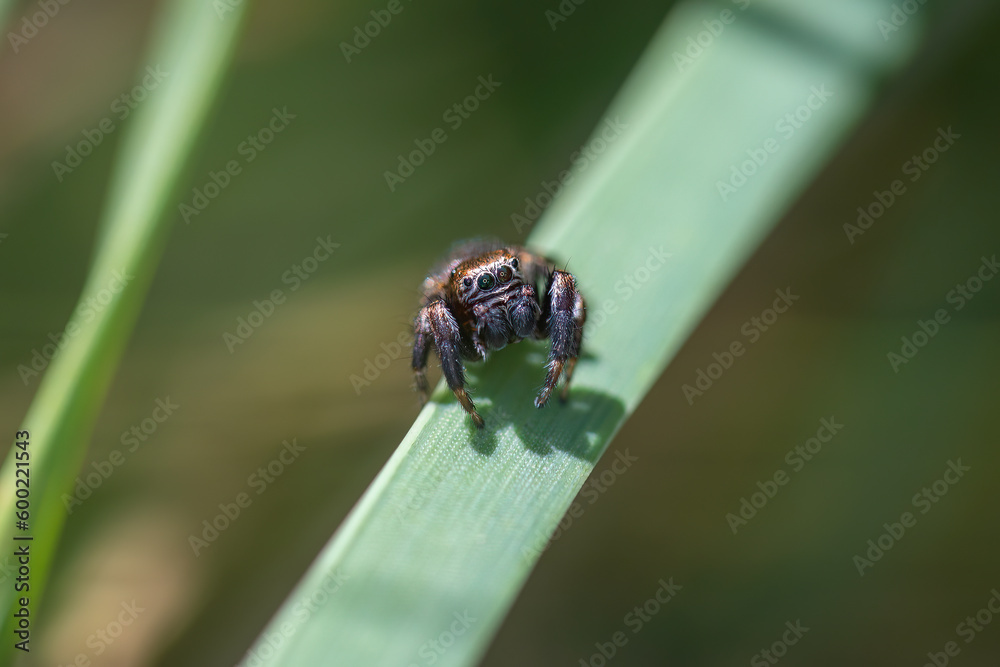 Springspinne Springspinne