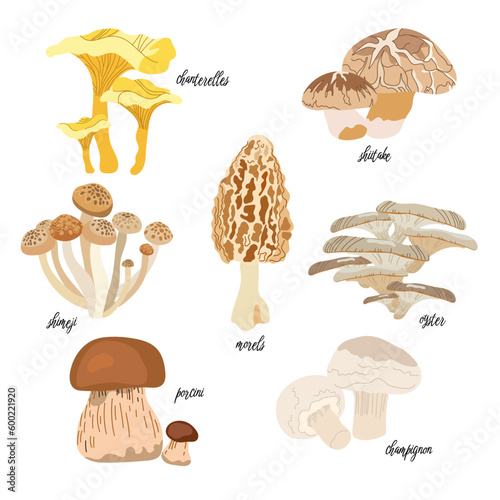 Mushroom vector illustration set in flat design isolated on white background. Porcini, chanterelles, morels, oyster mushrooms, shimeji, champignon, shiitake.