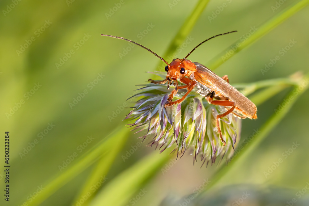 Weichkäfer Weichkäfer