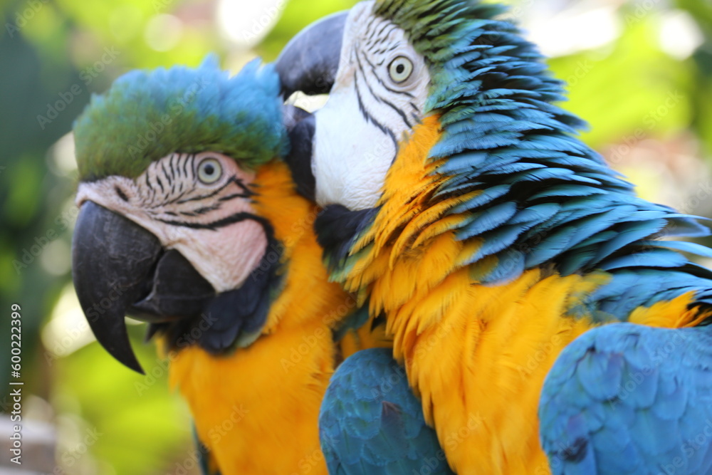 Fototapeta premium beautiful tropical macaws up close