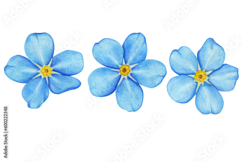 Blue watercolor flowers on a white background. Watercolor forget-me-nots flowers for design