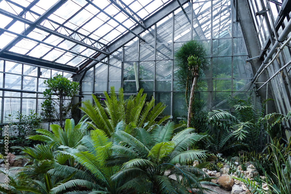 Fototapeta premium Botanical Garden, plants, green