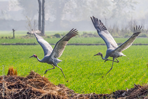 A pair of Sarus Crane with open wings