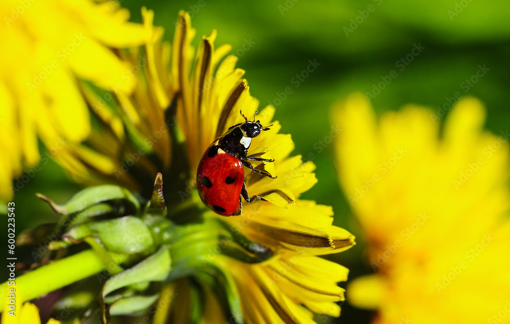 Close up of red sun on yellow dandelion flower, colorful blur background, copy space, shallow depth of field. Flora and fauna. Close up of red sun on yellow dandelion flower, colorful blur background, copy space, shallow depth of field. Flora and fauna.