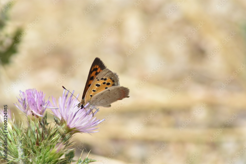 Obraz premium A small copper butterfly (Lycaena phlaeas 