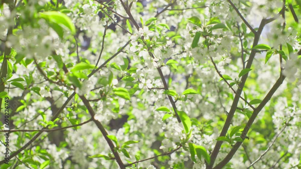 Sun branch sunset fresh leaves summer spring tree boken wind Sun branch sunset fresh leaves summer spring tree boken wind