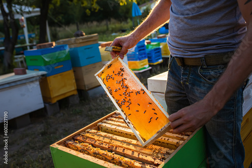 Beekeeper is working with bees and beehives on apiary. Bees on honeycomb. Frames of bee hive. Beekeeping. Honey.