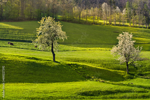 Wiosna na Morawach © Grzegorz Piaskowski
