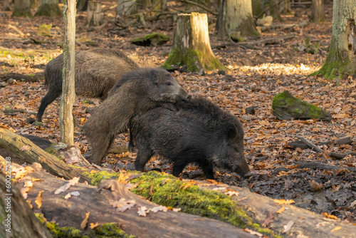 Wildschweine