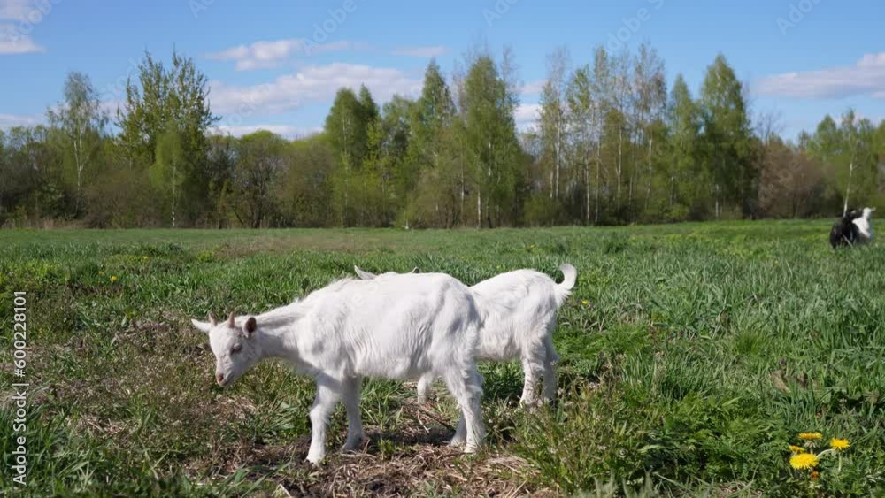 Two little goats graze in a green meadow and eat grass 4k Two little goats graze in a green meadow and eat grass 4k