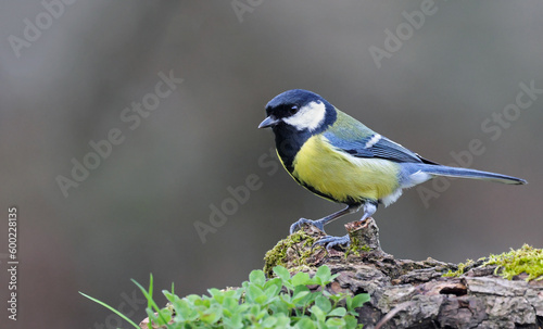 Cute wild eurasian great tit (Parus major) standing on a mossy branch. Bird perched on a tree with a blurry green forest background. Small and common garden bird with beautiful colors. Spain.