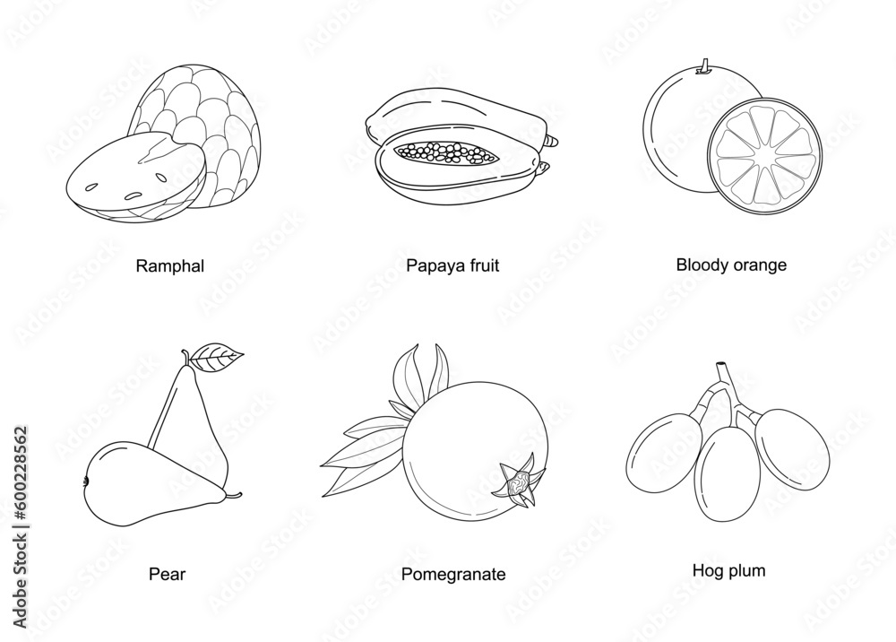 Fruits sketch collection. Set of linear vector fruit icons. Healthy Food, fruits line art isolated on white background. vector illustration