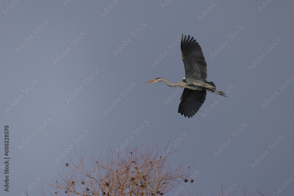 Obraz premium Graureiher im Flug