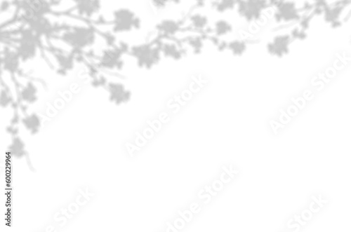 Silhouette Cherry Blossom Shadow, Illustration isolated transparent of Shadow leaves overlay on Wall,Concept for elements design decoration for Spring, Summer Backdrop Background